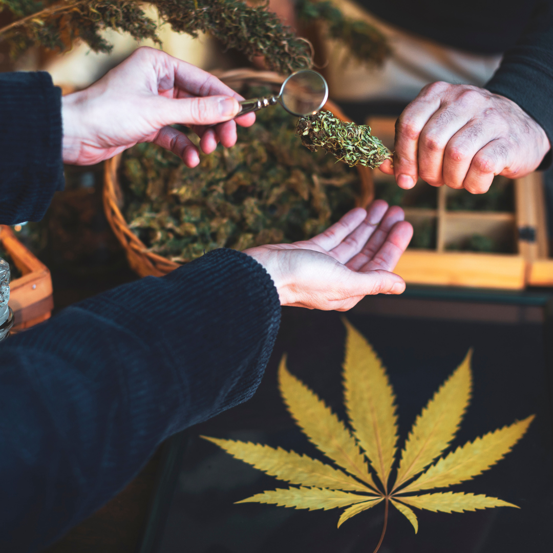 Investing In Cannabis Stocks 101